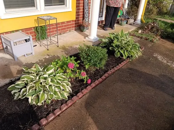 Close view of the finished flower bed with fresh mulch and trimmed hostas